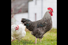 Briarlands Farm Stirling - 8