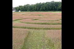 Briarlands Farm Stirling - 9