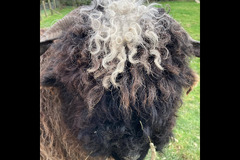 Briarlands Farm Stirling - 10