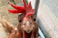 Briarlands Farm Stirling - 11