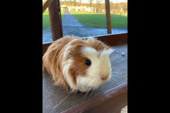 Briarlands Farm Stirling - 12