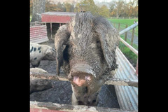 Briarlands Farm Stirling - 13