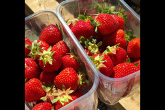 Briarlands Farm Stirling - 14