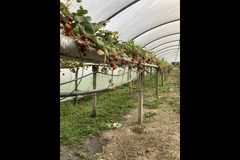 Briarlands Farm Stirling - 16