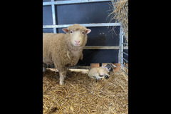 Craigies Farm South Queensferry - 6