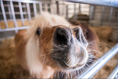 Craigies Farm South Queensferry - 7