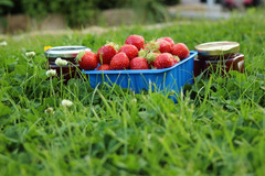 Goodberry Farm Armagh