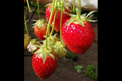 Goodberry Farm Armagh