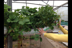 Goodberry Farm Armagh