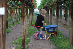 Goodberry Farm Armagh