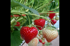 Goodberry Farm Armagh - 6