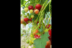 Goodberry Farm Armagh - 7