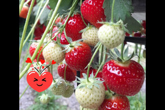 Goodberry Farm Armagh - 8