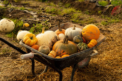 Strawberry Fields Lifton - 13