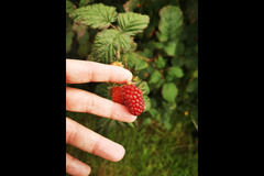 Claggan Fruit Farm Limavady