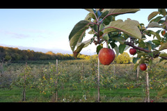 Pippins Farm Orchards Pembury