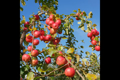Pippins Farm Orchards Pembury