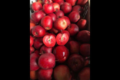 Pippins Farm Orchards Pembury