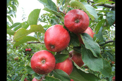 Pippins Farm Orchards Pembury - 9