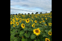 Darts Farm Topsham - 8