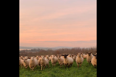 Darts Farm Topsham - 15