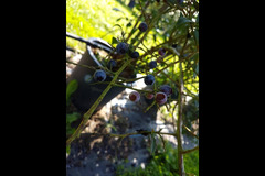 Hendrewennol Cowbridge