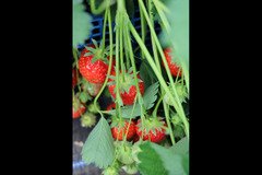 Hendrewennol Cowbridge - 7