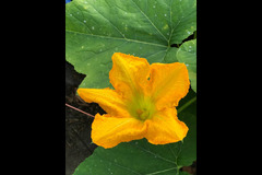 Hendrewennol Cowbridge - 8