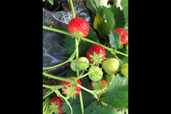 Hendrewennol Cowbridge - 11