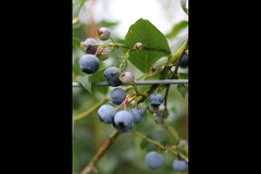 Hendrewennol Cowbridge - 13