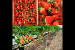 New Farm Produce Elmhurst