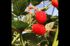 New Farm Produce Elmhurst