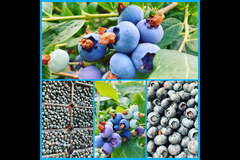 New Farm Produce Elmhurst