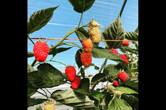 New Farm Produce Elmhurst