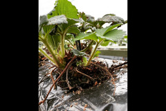 New Farm Produce Elmhurst