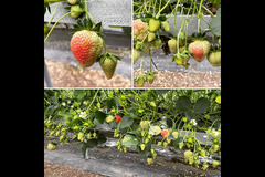 New Farm Produce Elmhurst - 6