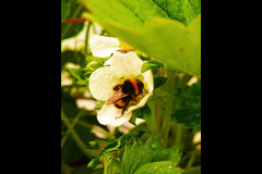 New Farm Produce Elmhurst - 7