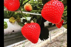 New Farm Produce Elmhurst - 8