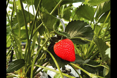 New Farm Produce Elmhurst - 9