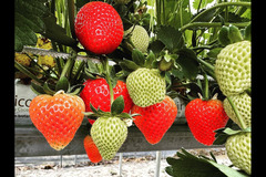 New Farm Produce Elmhurst - 10