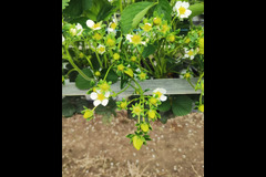 New Farm Produce Elmhurst - 11