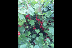 Scaddows Farm Ticknall