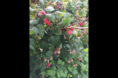 Scaddows Farm Ticknall