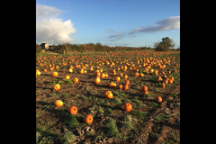 Scaddows Farm Ticknall - 6