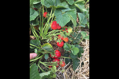 Scaddows Farm Ticknall - 8