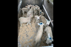 Scaddows Farm Ticknall - 11