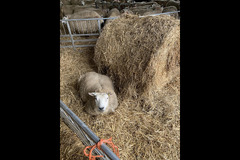 Scaddows Farm Ticknall - 12