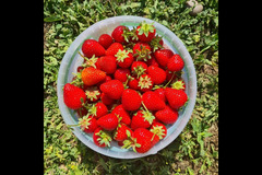 Canalside Farm Great Haywood - 16