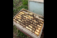Honeyfields Bee Farm Coventry - 6