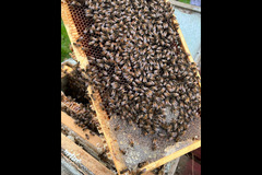 Honeyfields Bee Farm Coventry - 8